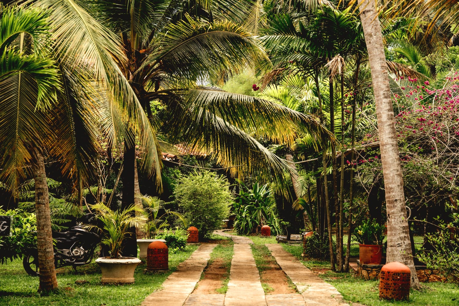 Stone path leading through the tropical coconut garden at Ginger Harmony